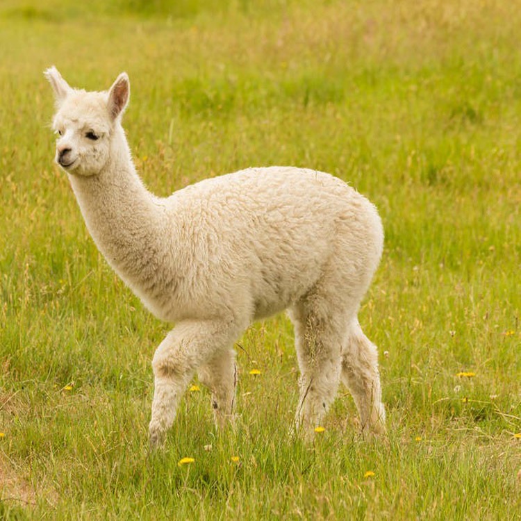 宁夏澳洲羊驼价格2021 羊驼养殖场  卖羊驼的厂家