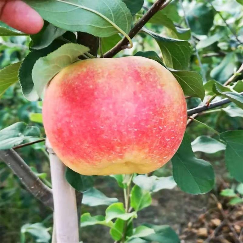 1公分2公分3公分嫁接苹果树出售 一亩地苹果树间距 水蜜桃苹果苗口感好 红富士美八
