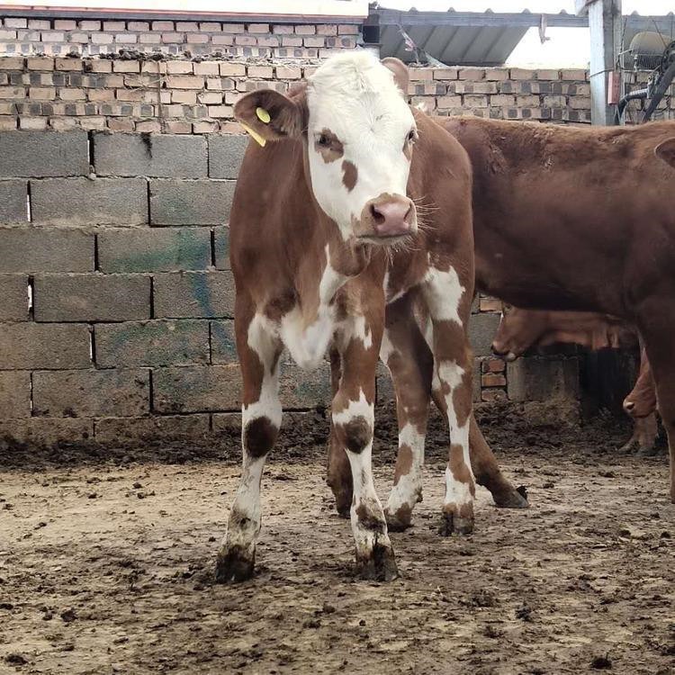 散养黄牛技术 20只黄牛一年的利润 贵州黄牛养殖基地 通凯牧业图片