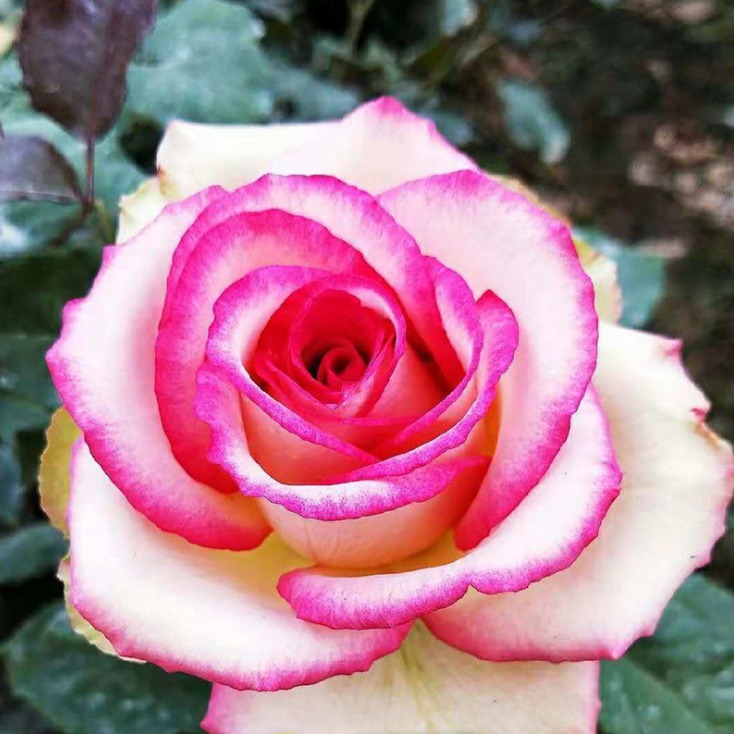 影星玫瑰苗花海设计   广西玫瑰苗供应   卡罗拉玫瑰苗图片