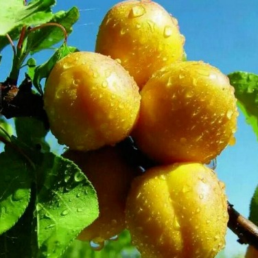 现挖现卖 蜜香杏树苗 杏树苗批发 根系发达 成活率高 茂林农业