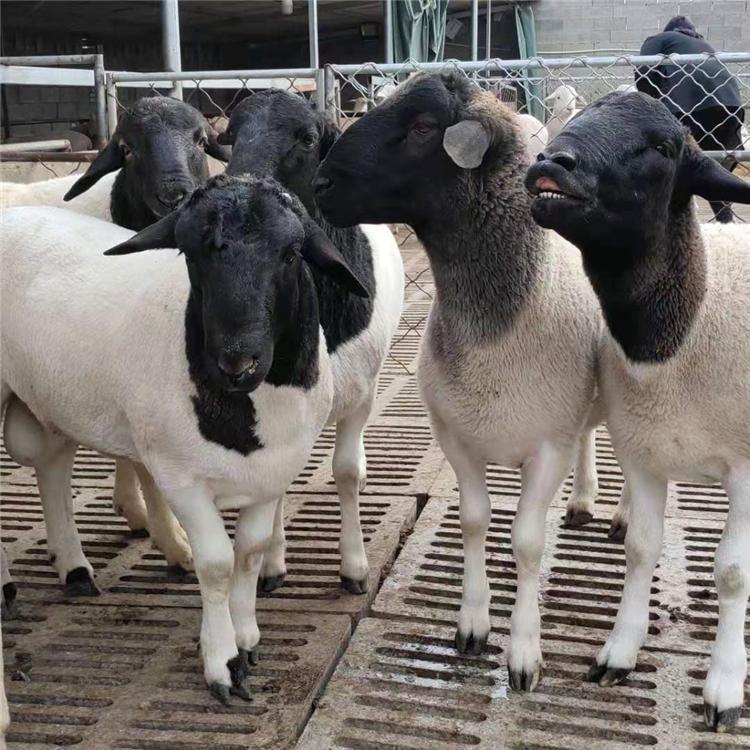 黑头杜泊羊报价 通凯 厂家出售 黑头杜泊羊价格 纯种杜泊羊养殖基地示例图3