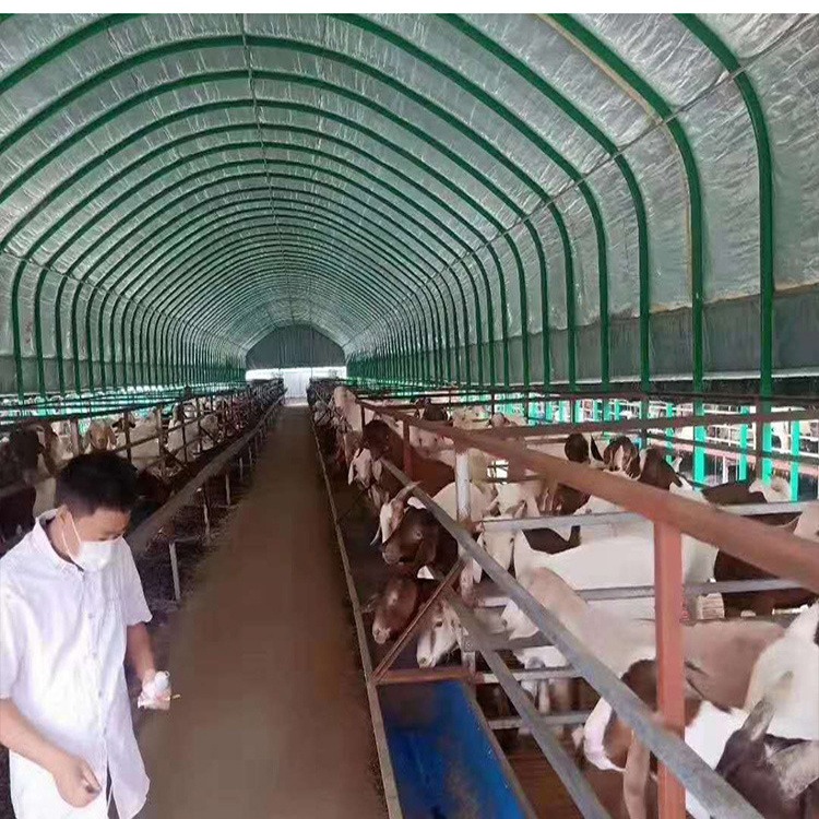 畜牧养殖大棚工程建设 养猪棚 养鸡棚 养牛棚来图定制上门安装 嘉诺