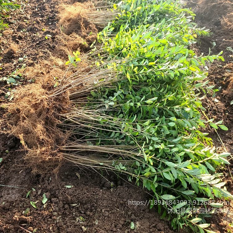水蜡绿篱 30-80厘米水蜡小苗 适应西北地区气候种植苗木水蜡