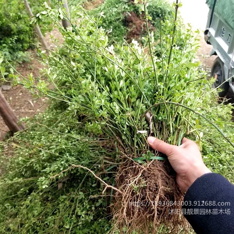 迎春花地栽小苗 30-60厘米长 四季常青 枝杆粗壮 沭阳地被苗木供应