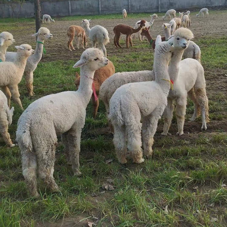 羊驼养殖场批发羊驼 白色的羊驼价格 小羊驼幼崽