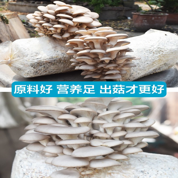 蘑菇种植包平菇香菇菌种菌家庭可食用黑平菇阳台儿童科学实验趣味
