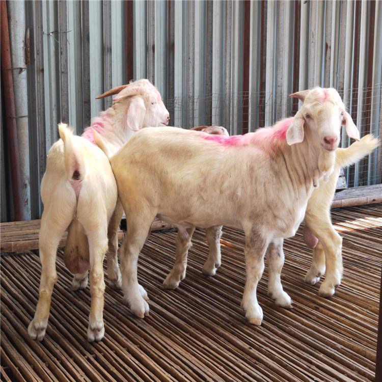 黑山羊养殖 努比亚黑山羊品种 通凯 云南寻甸养羊基地