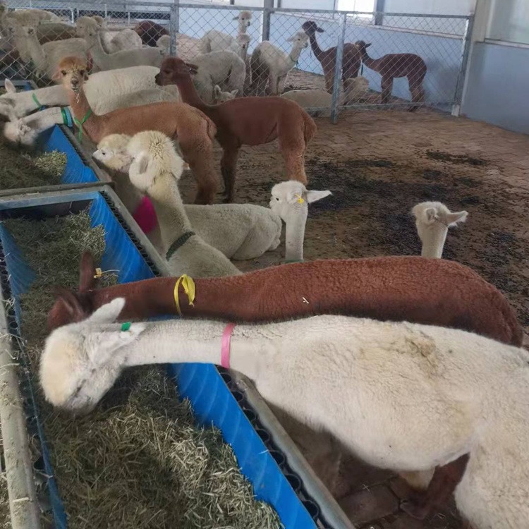 羊驼养殖场 商场景区活动用羊驼 白色羊驼活物图片