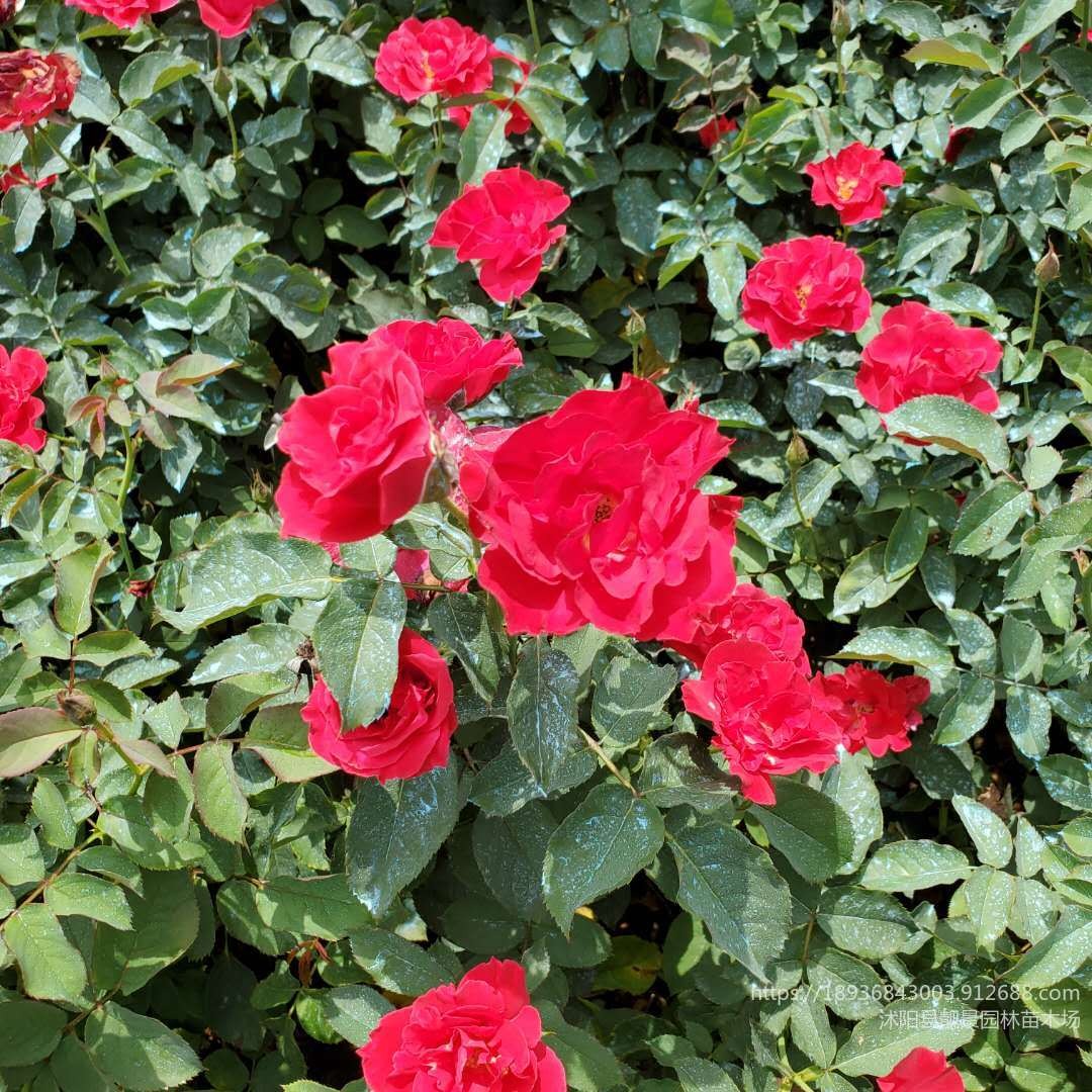 红帽月季价格 30-60公分红帽月季行情 月季花苗圃出售