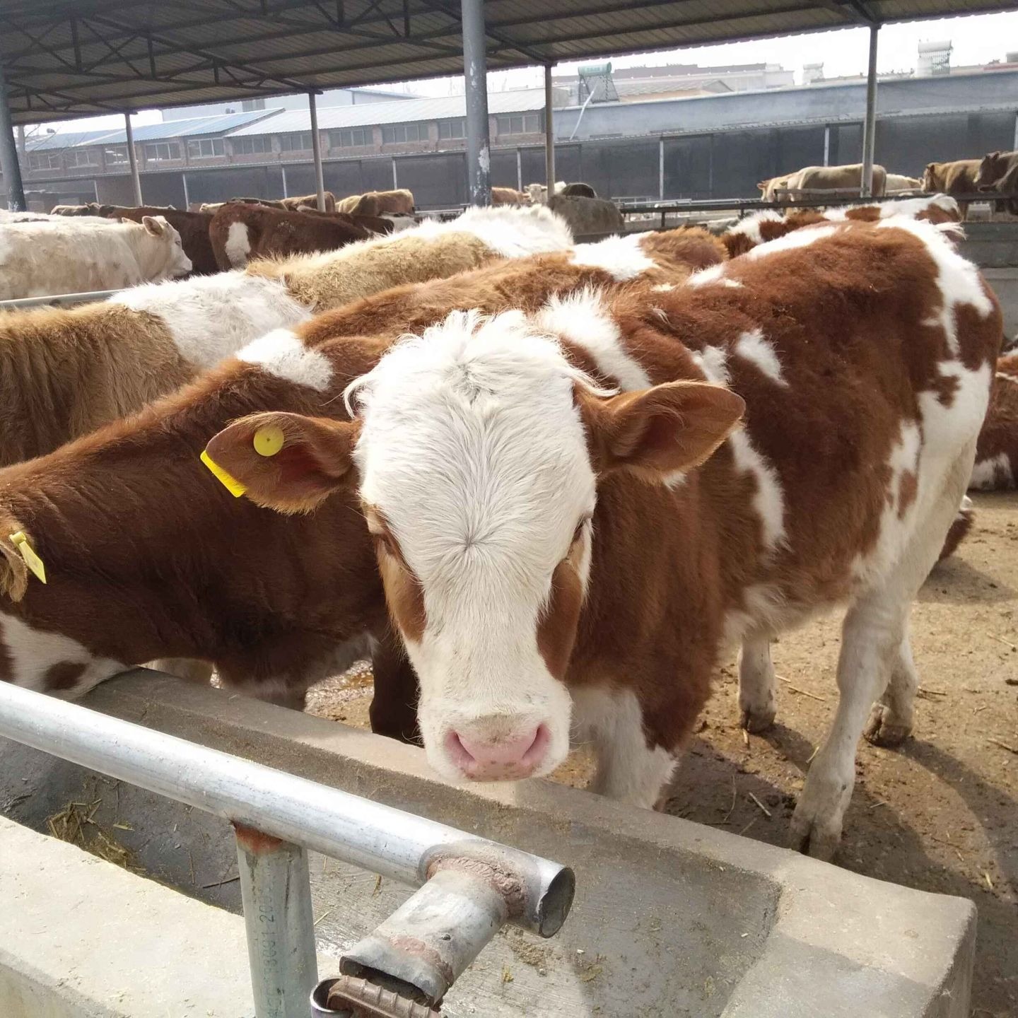 西门塔尔牛犊批发 肉牛价格 西门塔尔牛养殖技术