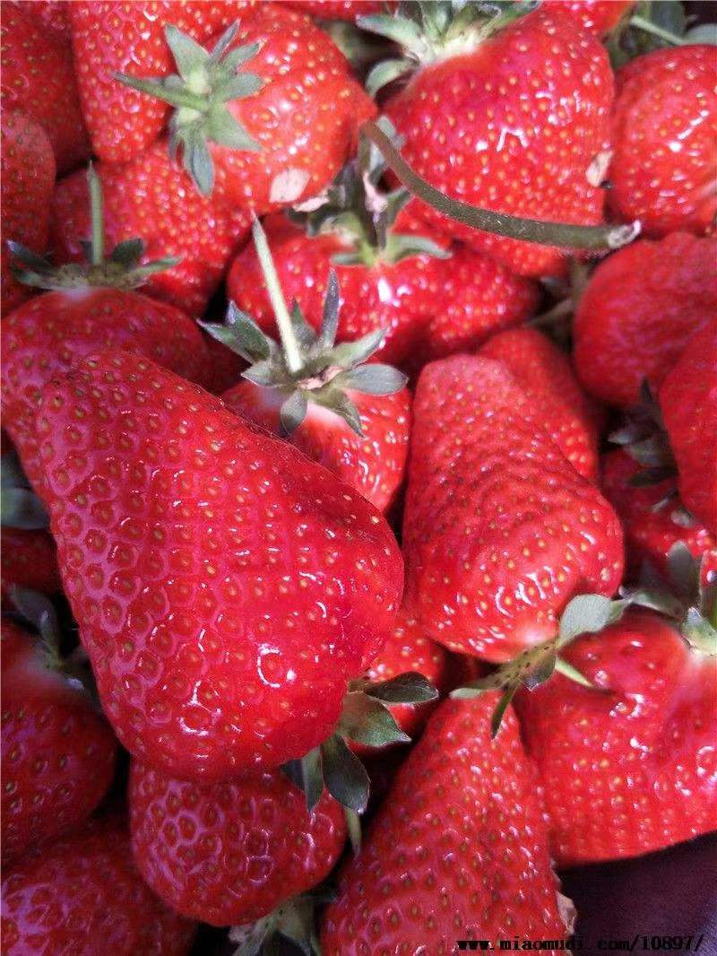 随珠草莓苗奶油草莓苗基地直销现挖大棚种植