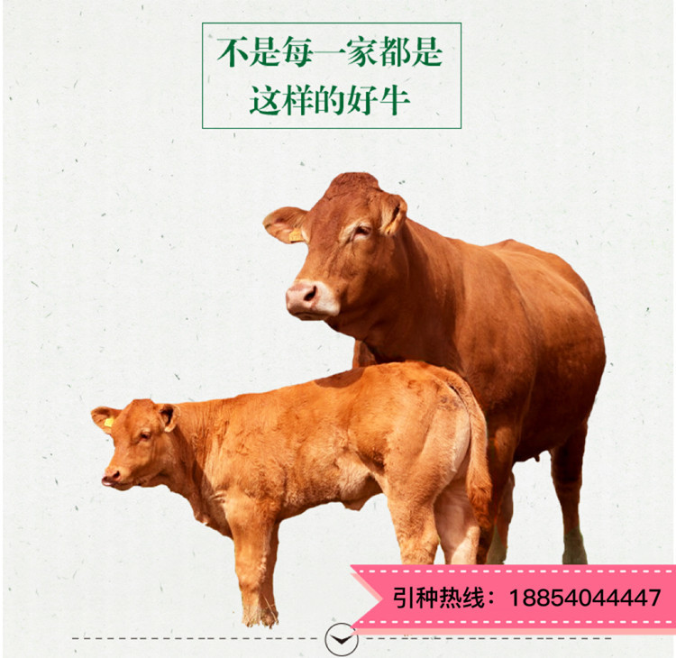 鲁西黄牛肉牛养殖 纯种鲁西黄牛苗批发市场 通凯牧业示例图12