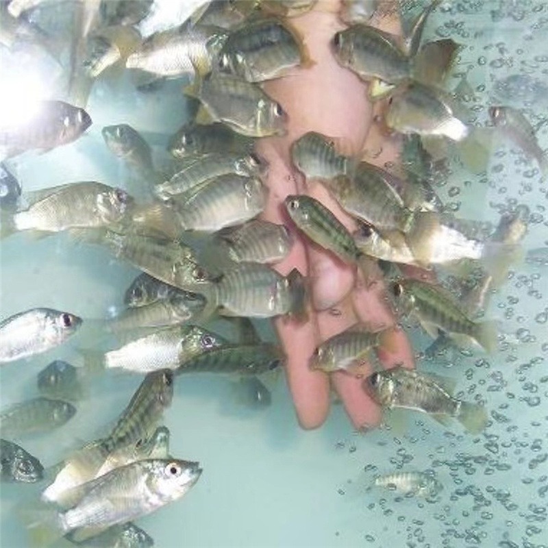 鱼缸洗脚土耳其亲亲鱼 提供吃死皮温泉泡脚鱼苗